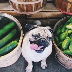 12 Things You Need To Know Before Feeding Your Dog Veggies 12 Things You Need To Know Before Feeding Your Dog Veggies