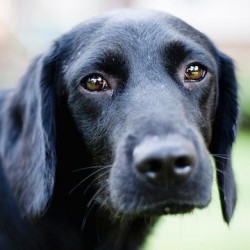 11 Ways You’re Shortening Your Dog’s Life 11 Ways You’re Shortening Your Dog’s Life