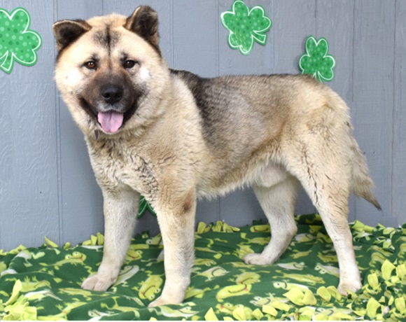 Yogi – I Heart Dogs Rescue and Animal Haven Yogi – I Heart Dogs Rescue and Animal Haven