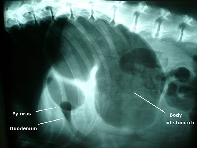 dog-bloat-i-heart-dogs-rescue-and-animal-haven