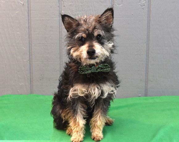 yorkie schnauzer mix rescue