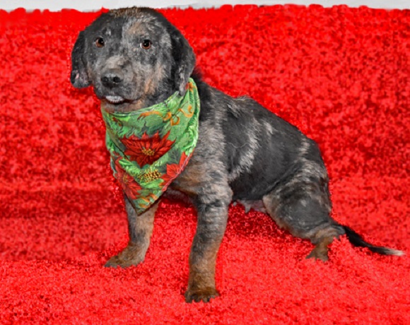 Catahoula sales basset hound